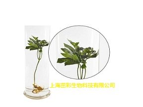 植物标本软化（普通根、茎）.jpg