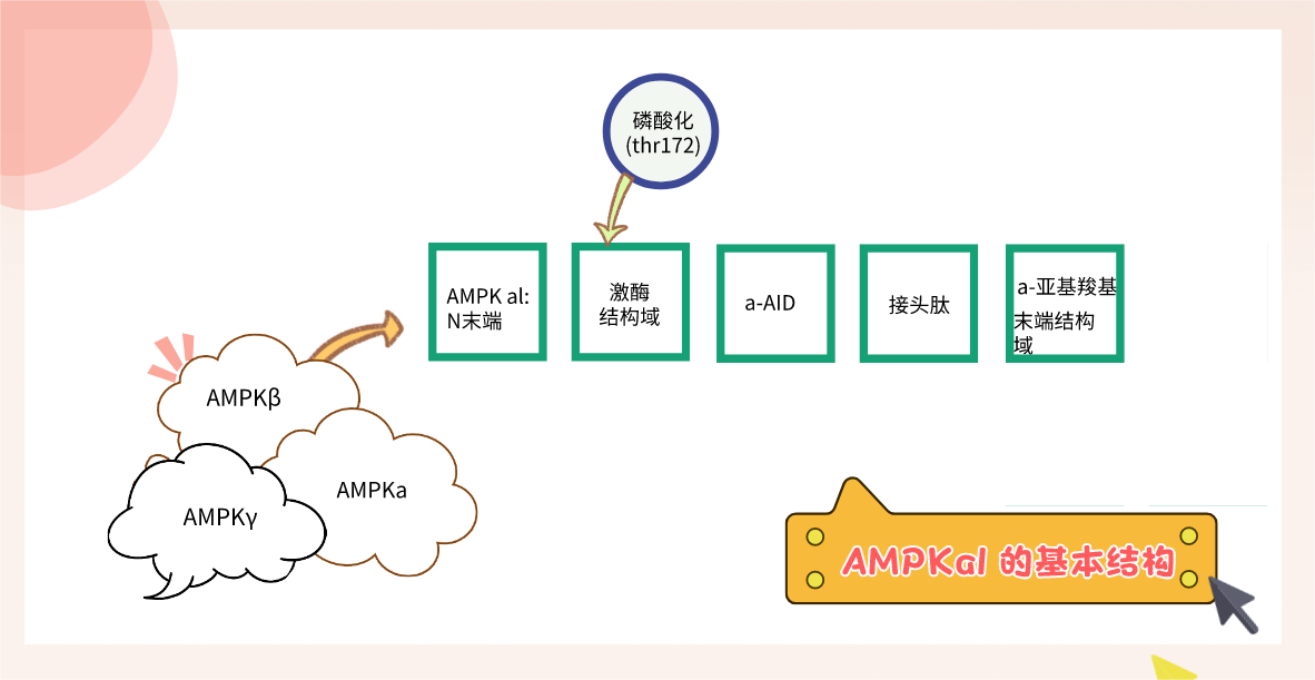 AMPKal 的基本结构.png