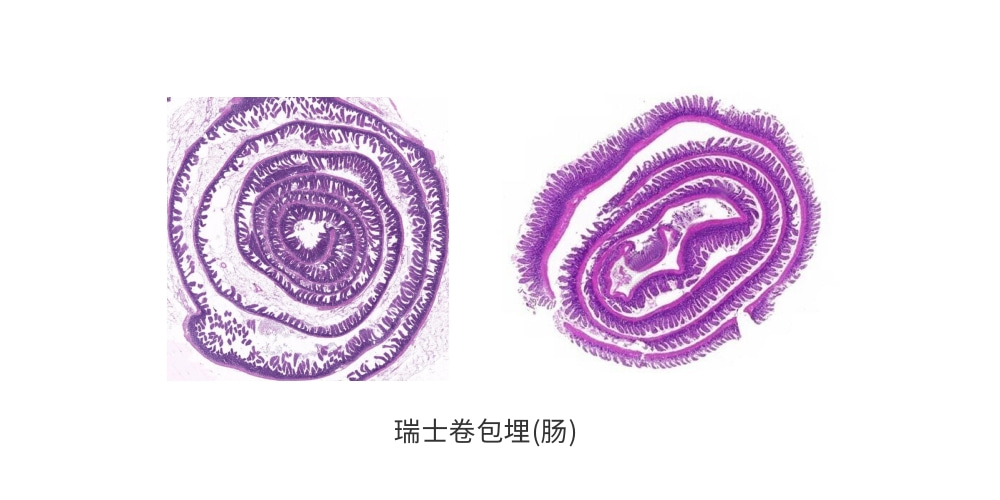 瑞士卷包埋(肠).jpg